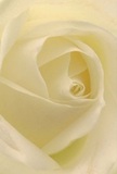 With striking intimacy, this image draws you into the heart of an ivory-white rose, as if you are nestled among its softest petals-a sensation reminiscent of pausing amid the gardens near Mayplace Road West in Bexleyheath. The gentle, spiraling layers, tinged with cream, create an enveloping sense of peace and quiet devotion. Light gracefully caresses each fold, casting delicate shadows that accentuate the intricate layering. There's a profound stillness, the kind one feels in the early hush before the town's shops open, or during a thoughtful moment spent at home with treasured memories. As a local florist, I see this rose as the perfect symbol of respect and fresh beginnings-ideal for conveying heartfelt condolences or admiration in Bexleyheath. Its subtle, sweet fragrance lingers in the imagination, promising comfort and hope. The visual composition is not merely one of beauty, but also of care: every curve reflects the steady hands and understanding heart behind Florist Bexleyheath, creating arrangements designed to bring quiet support and meaningful connection throughout the community.